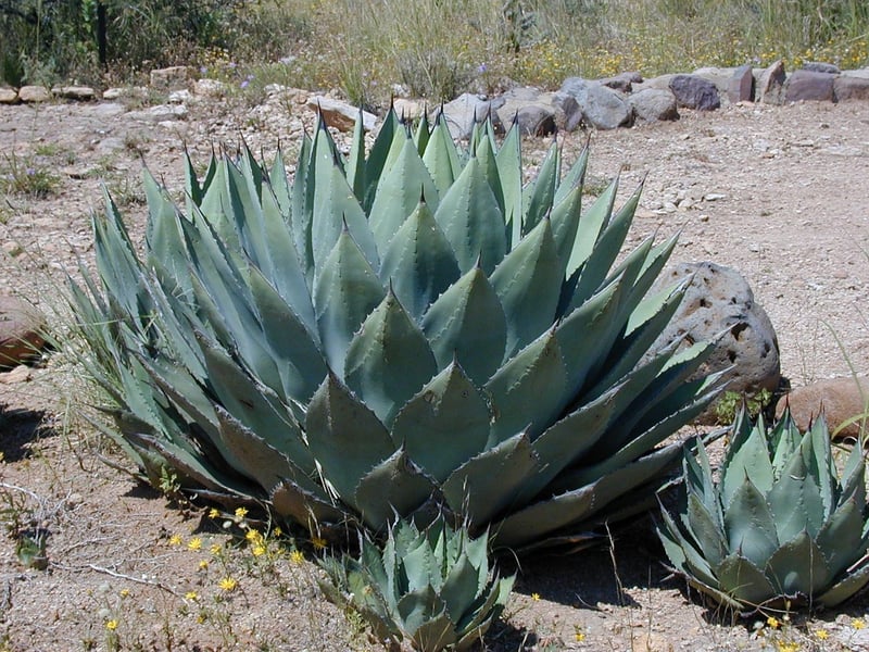 Agave Nectar